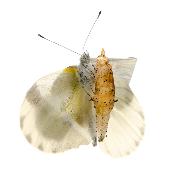 Emergência pequena borboleta branca de inseto — Fotografia de Stock