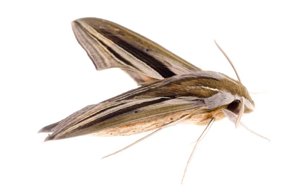 Insekt moth isolerade — Stockfoto