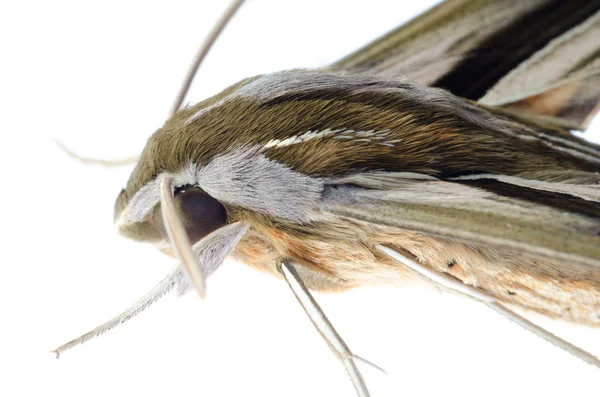 Insekt moth isolerade — Stockfoto