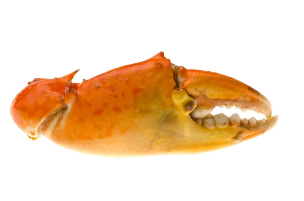 Krabí klepeto — Stock fotografie