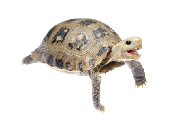 Pet turtle tortoise — Stock Photo, Image