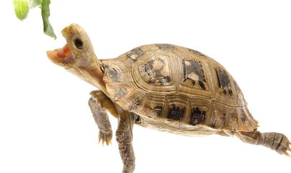 Pet turtle tortoise — Stock Photo, Image