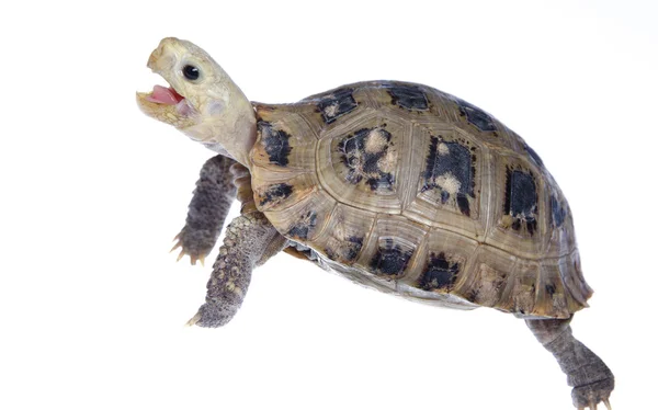 Pet turtle tortoise — Stock Photo, Image