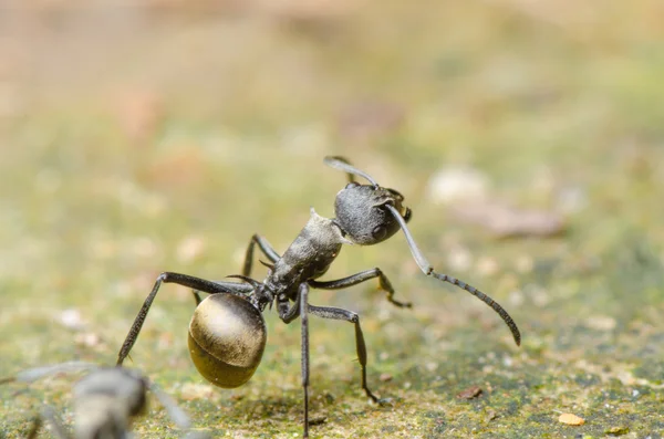 Hormiga insecto —  Fotos de Stock