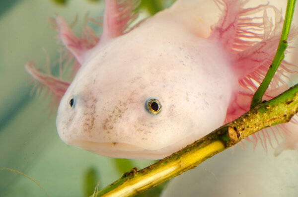 American Axoloto salamander newt