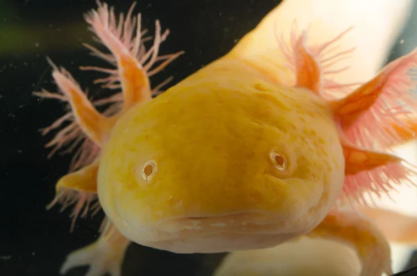 黄色美国 axoloto 蝾螈蝾螈 — 图库照片