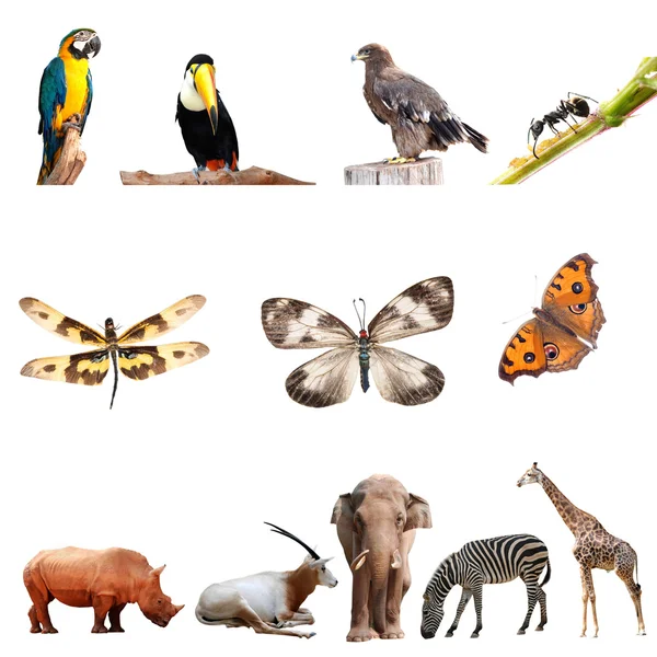 本物の動物コレクション — ストック写真