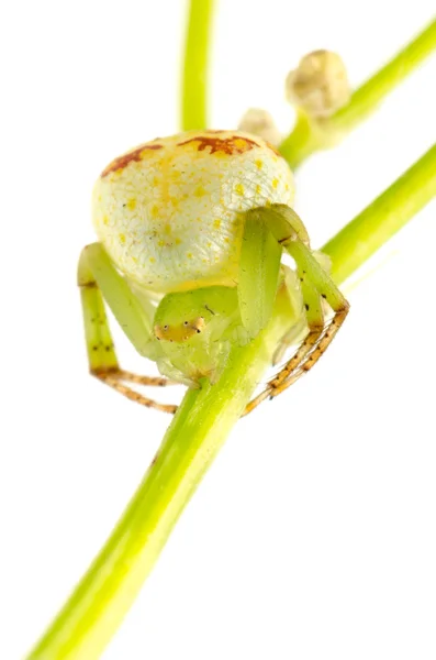 Aranha de caranguejo verde — Fotografia de Stock