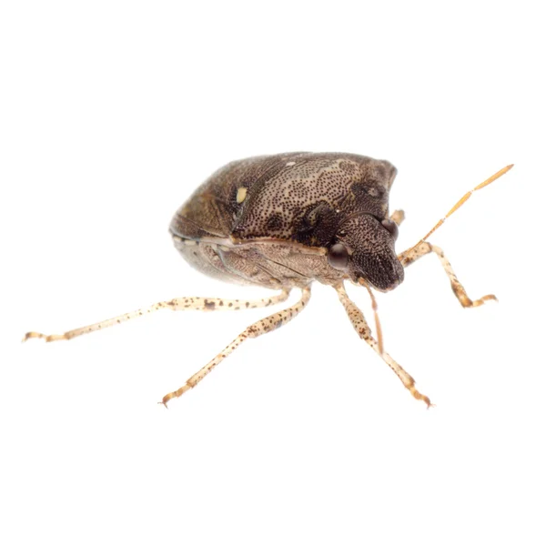 昆虫盾 bug — 图库照片