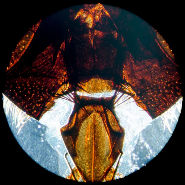 顕微鏡写真昆虫はえの頭部 — ストック写真
