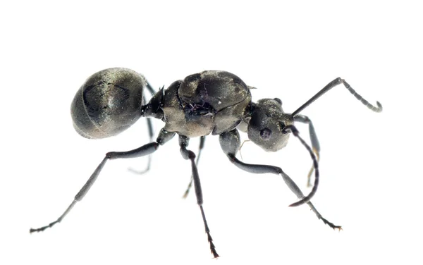 Ant — Stock Photo, Image