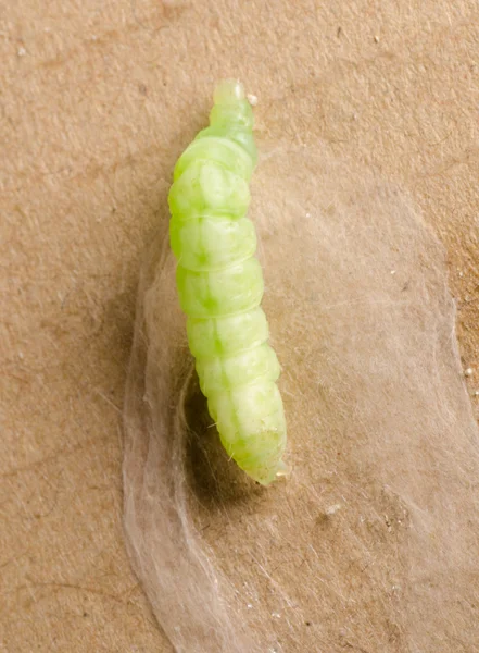 Caterpillar in silk cocoon — Stock Photo, Image