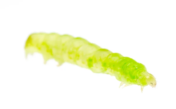 Nachtvlinder caterpillar — Stockfoto