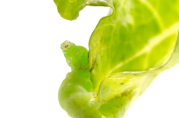 Moth caterpillar — Stock Photo, Image