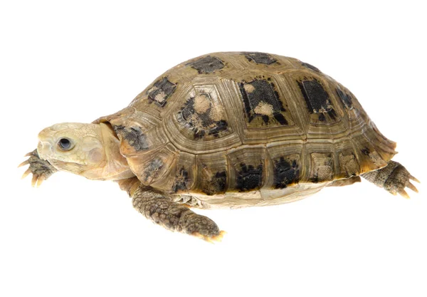 Tortuga alargada para mascotas —  Fotos de Stock