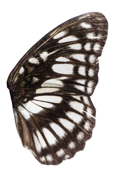 Крыло бабочки — стоковое фото