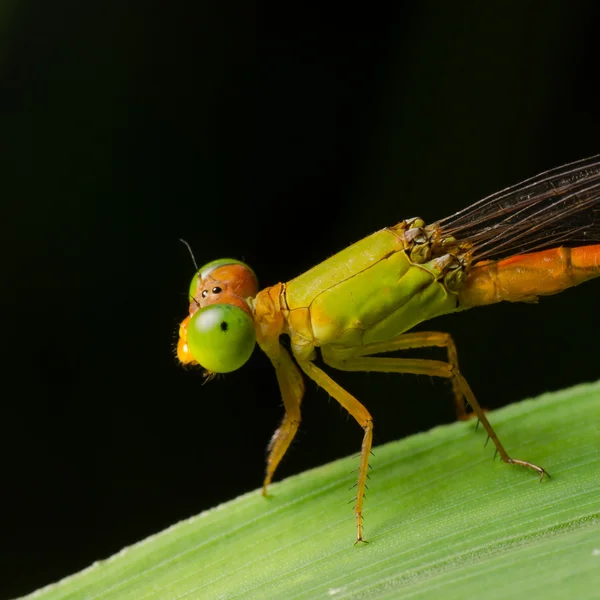 Kızböcekleri ceriagrion fallax — Stok fotoğraf