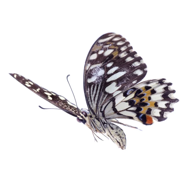 Vuelo cítricos swallowtail lima mariposa — Foto de Stock