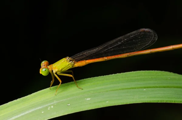 Kızböcekleri ceriagrion fallax — Stok fotoğraf