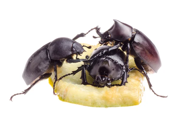 Insect male rhino stag beetle eatting — Stock Photo, Image