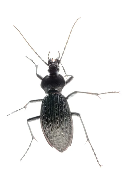 Escarabajo de tierra de insectos —  Fotos de Stock