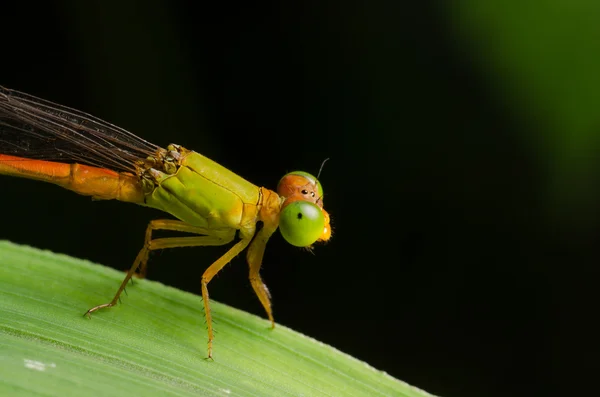 Damselfly Ceriagrion fallax — Zdjęcie stockowe