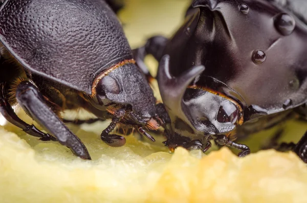 Escarabajos comiendo —  Fotos de Stock