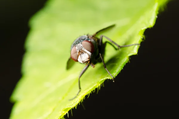 Moucha na zeleném listu — Stock fotografie