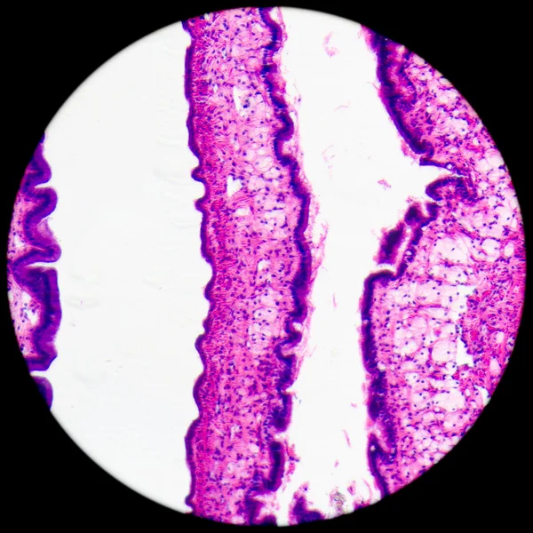Cilliated 上皮組織 — ストック写真