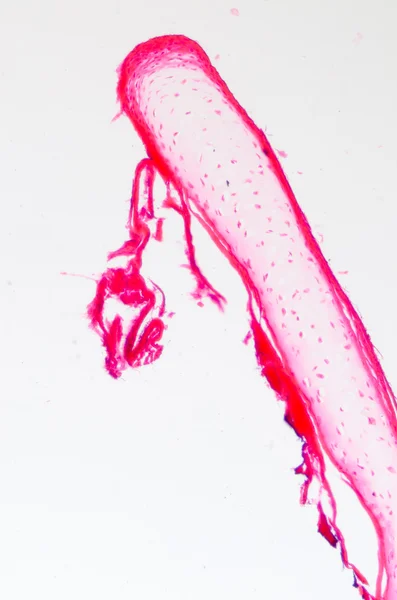 뼈 세포 osteocyte — 스톡 사진