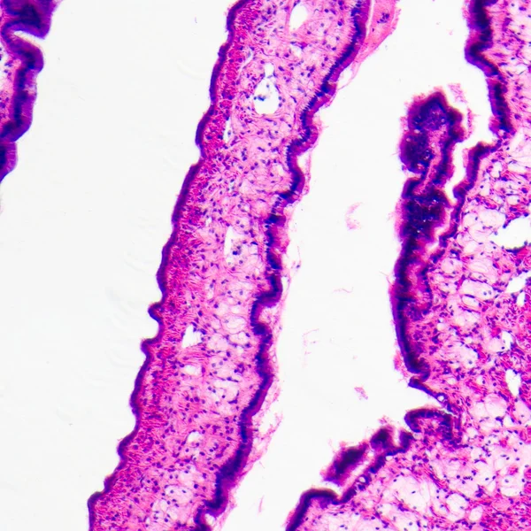 Tecido epitelial ciliado — Fotografia de Stock