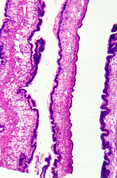 Cilliated 상피 조직 — 스톡 사진