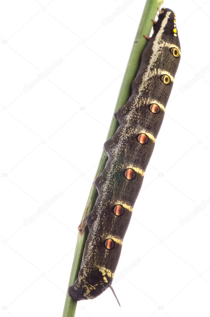 moth caterpillar
