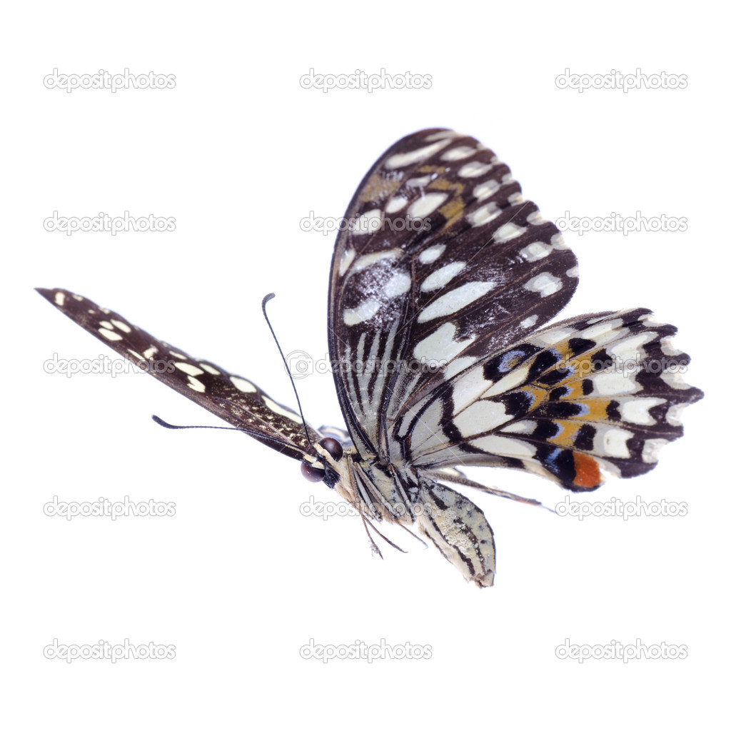 flying citrus swallowtail lime butterfly