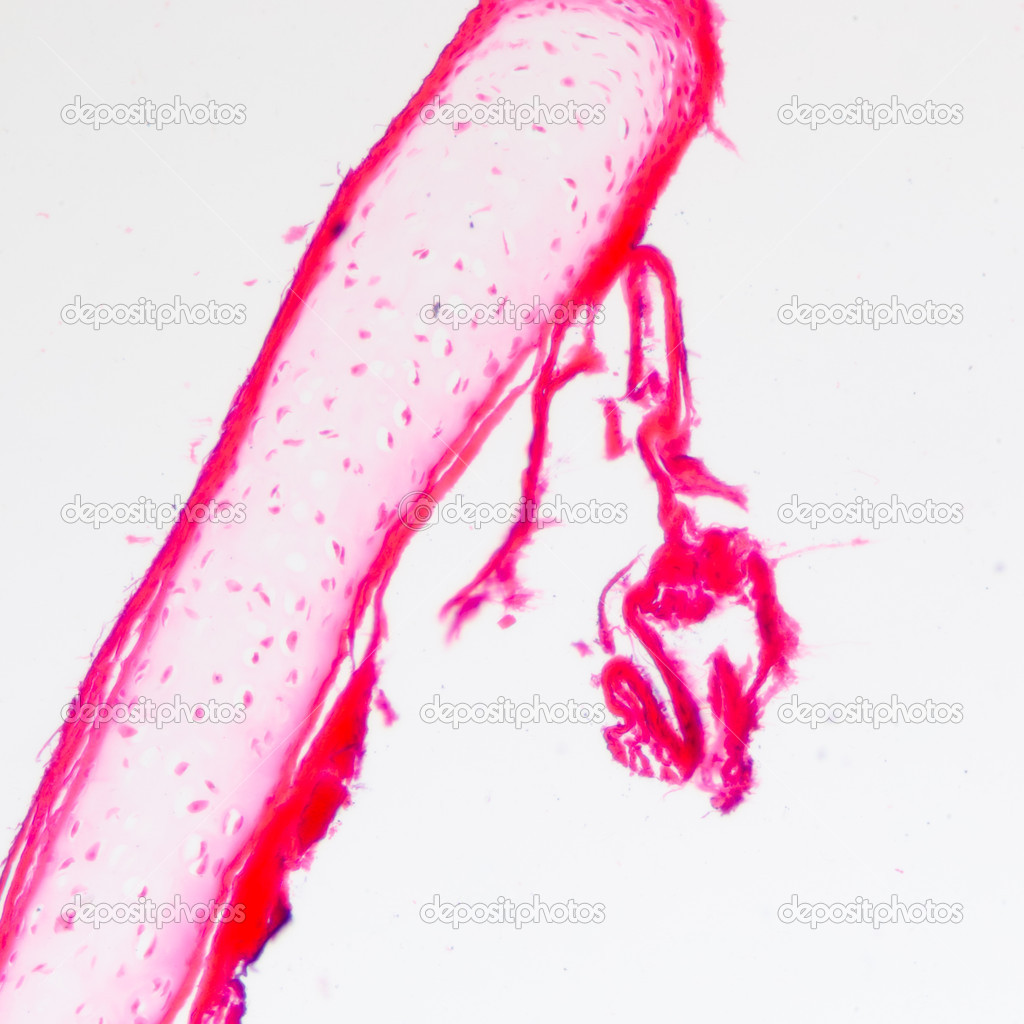 Bone cell osteocyte