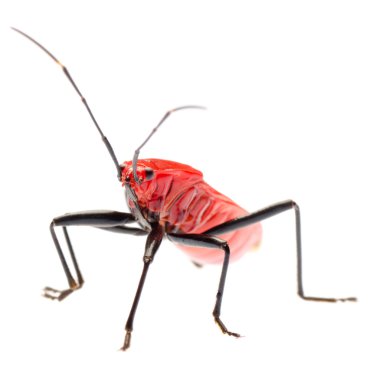 red stink bug, Melamphaus rubrocinctus clipart