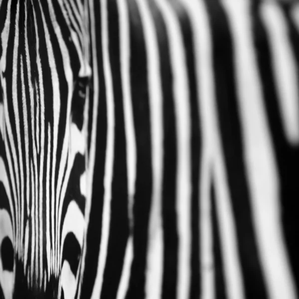 Zebra pattern texture — Stock Photo, Image