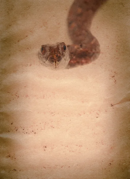 Snake op oude grunge papier textuur — Stockfoto