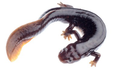 Amfibi salamander semender