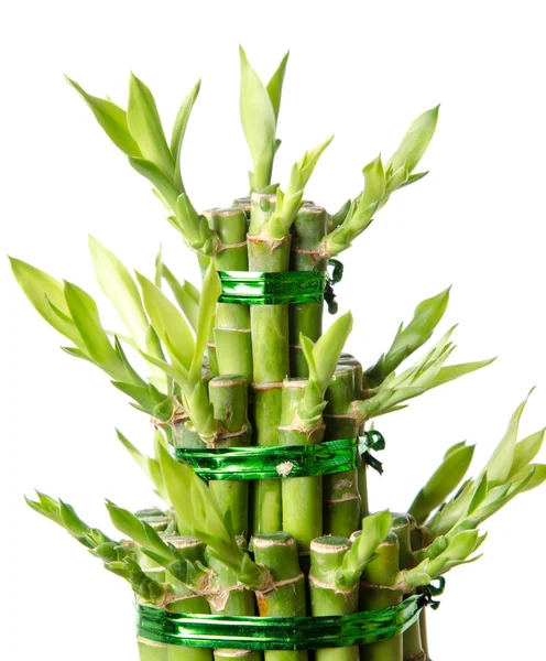 Bambu beruntung, Dracaena sanderiana — Stok Foto