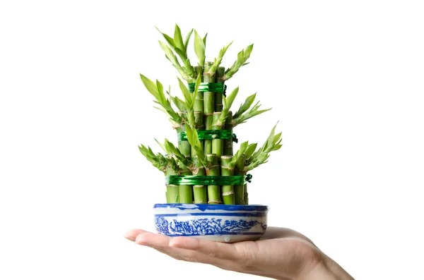 Lucky bamboo, Dracaena sanderiana — Stock Photo, Image