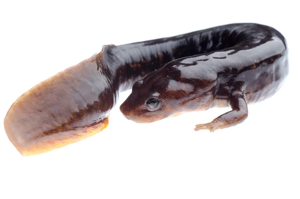 Salamandre amphibie triton — Photo