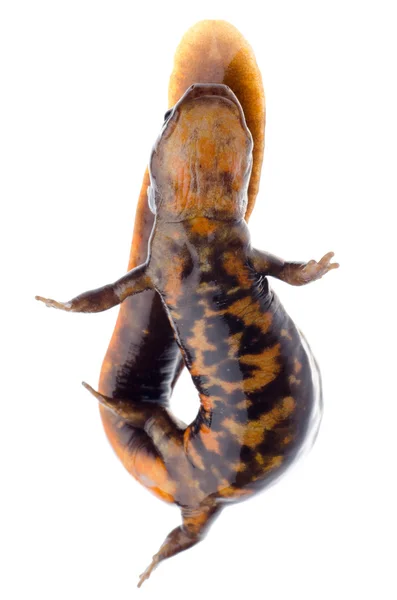Amphibian salamander newt — Stock Photo, Image