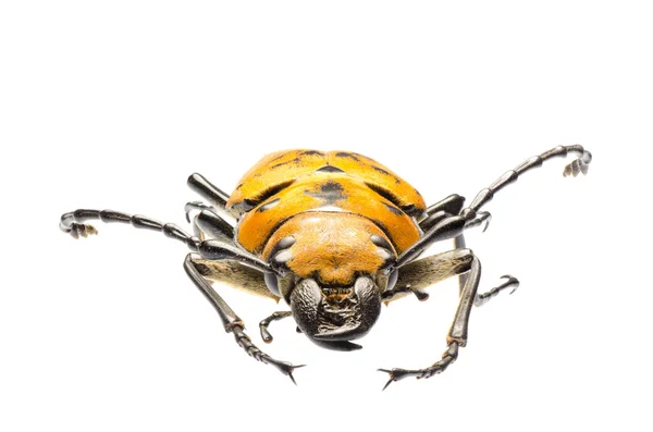 희귀 곤충 Trictenotomidae 딱정벌레 — 스톡 사진