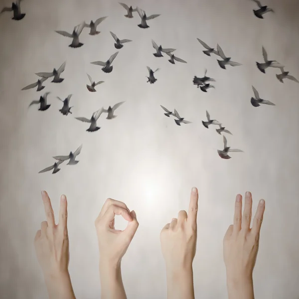 Hand with 2013 number flying doves new year background — Stock Photo, Image