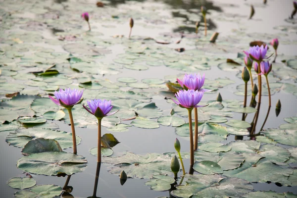 Waterlelie lotusbloem — Stockfoto