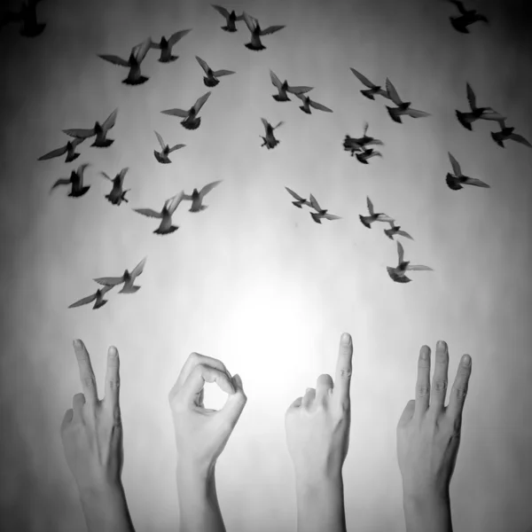 Hand with 2013 number flying doves new year background — Stockfoto