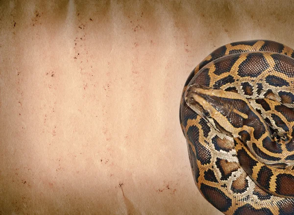 Snake on old grunge paper texture — Stock Photo, Image
