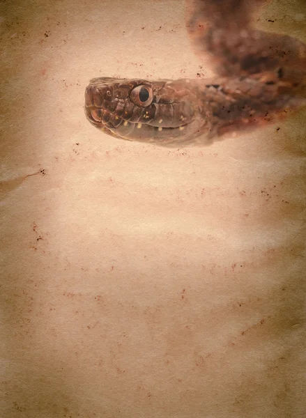 Eski doku kağıt üzerinde yılan — Stok fotoğraf