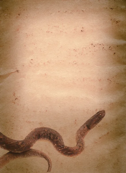 Eski doku kağıt üzerinde yılan — Stok fotoğraf
